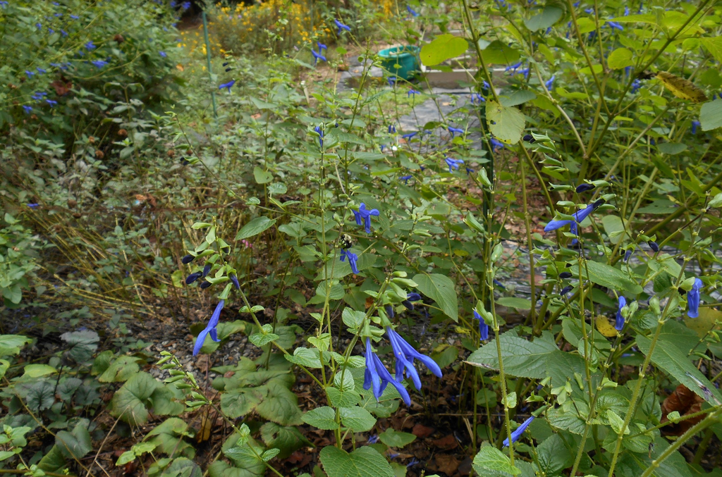 Foto de Salvia guaranitica - Bee and Flower (Iredell County,NC)-Early Fall:Eva Munday