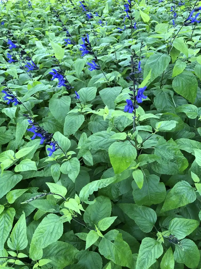 Foto de Salvia guaranitica - 'Black and Blue' Leaves (Wake County,NC):Cathy Dewitt