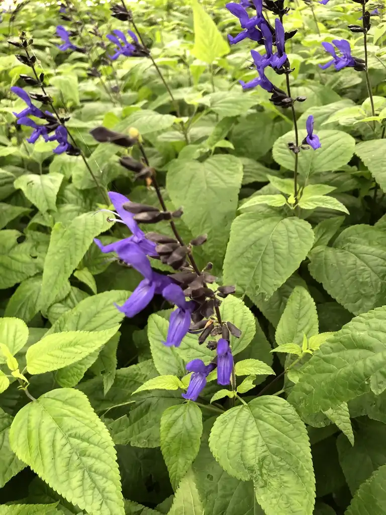 Foto de Salvia guaranitica - 'Black and Blue' Flower and leaf (Wake County, NC)-Fall:Cathy Dewitt