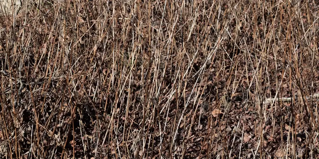 Foto de Salvia guaranitica - 'Black and Blue' Form (Wake County,NC)-Winter:Cathy Dewitt