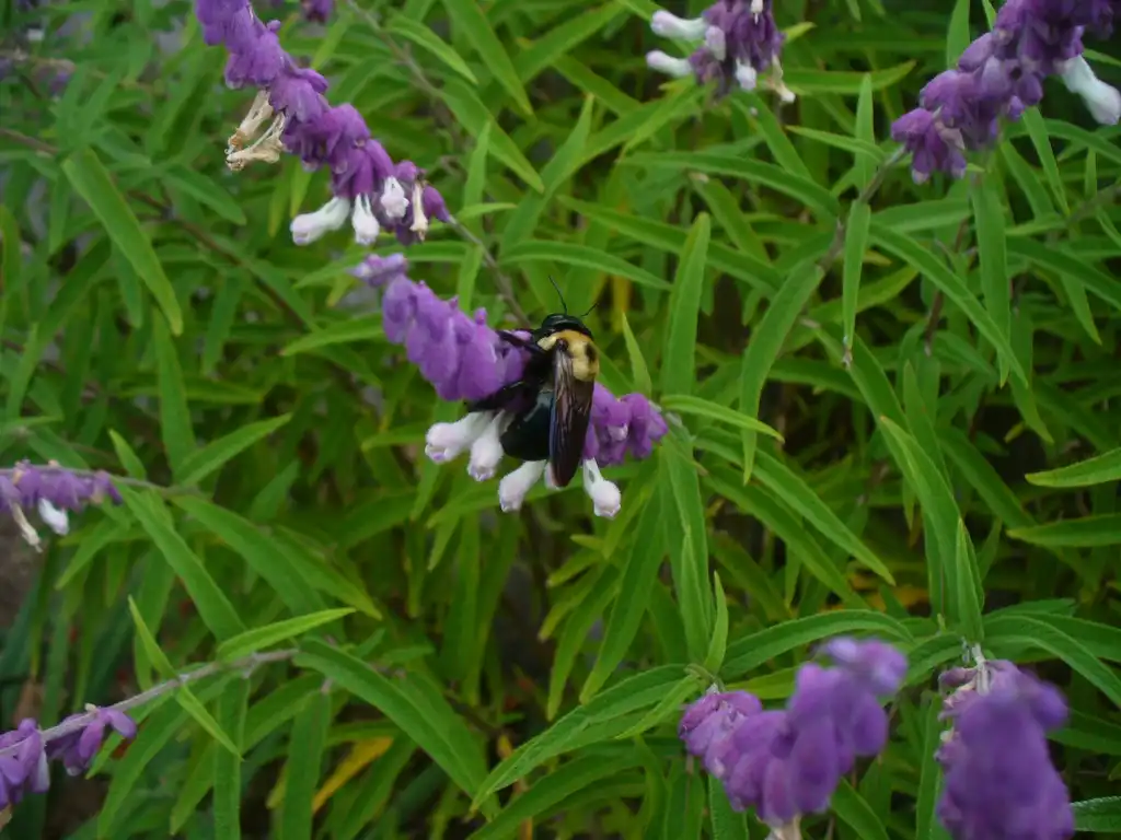 Photo of Salvia leucantha (Salvia leucanthas)