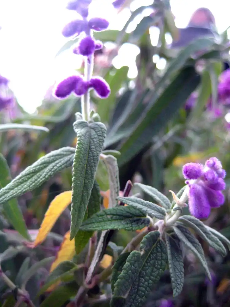 Photo of Salvia leucantha (Salvia leucanthas)