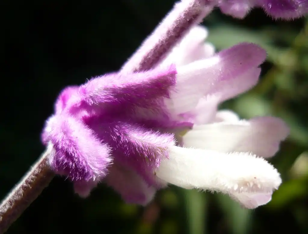 Photo of Salvia leucantha - flower close up:Cillas