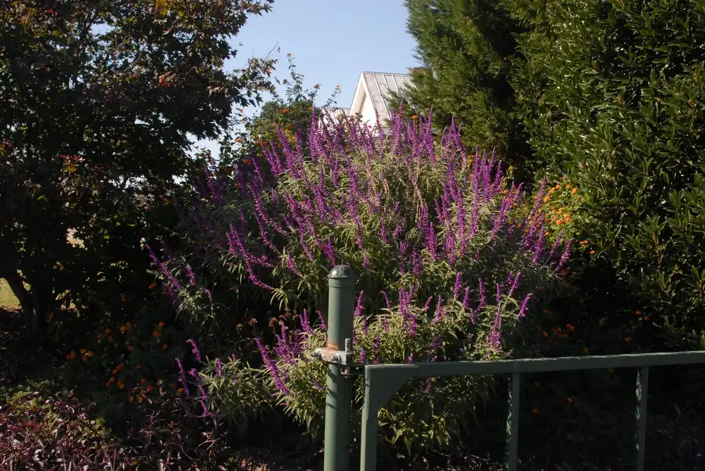 Photo of Salvia leucantha - Full Form:Jim Robbins