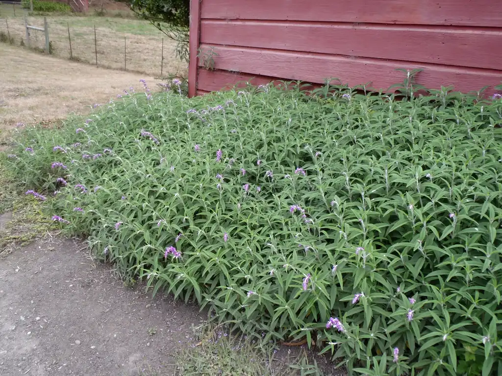 Photo of Salvia leucantha - Young Form:Jim Robbins