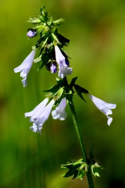Photo of Salvia lyrata (Salvia lyratas)