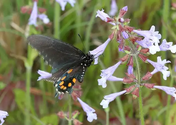 Photo of Salvia lyrata (Salvia lyratas)