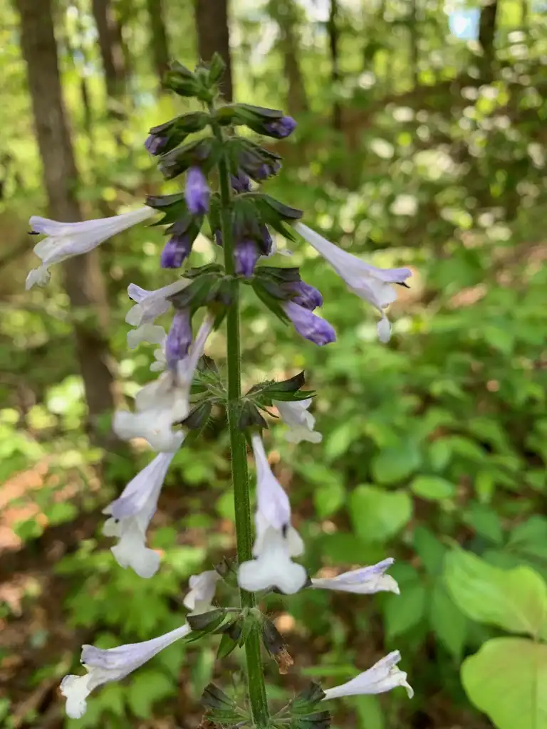 Photo of Salvia lyrata - Flower Close-up (Union County,NC)-Spring:Kristyna Culp