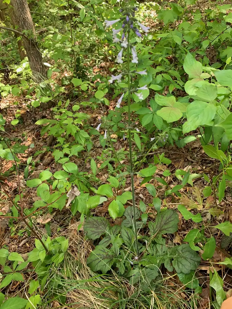 Photo of Salvia lyrata - Leaves (Union County,NC)-Spring:Kristyna Culp