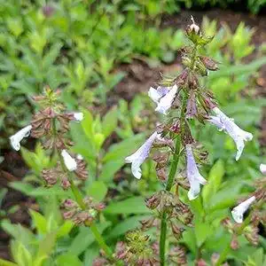 Photo of Salvia lyrata - Bloom stalk detail:Debbie Roos
