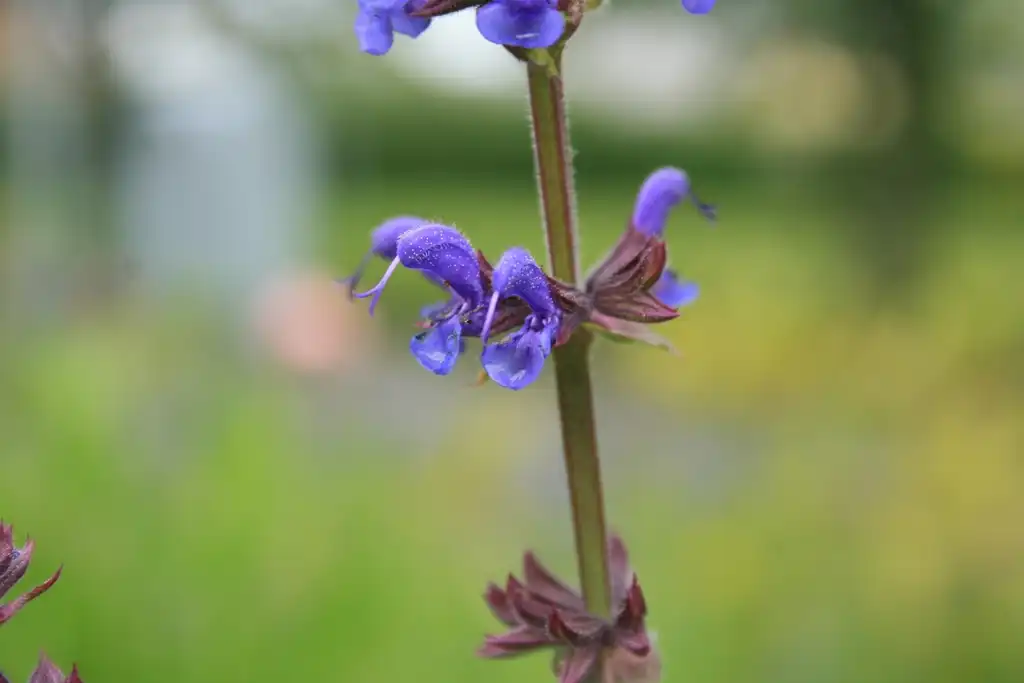 Photo of Salvia nemorosa (Salvia nemorosas)