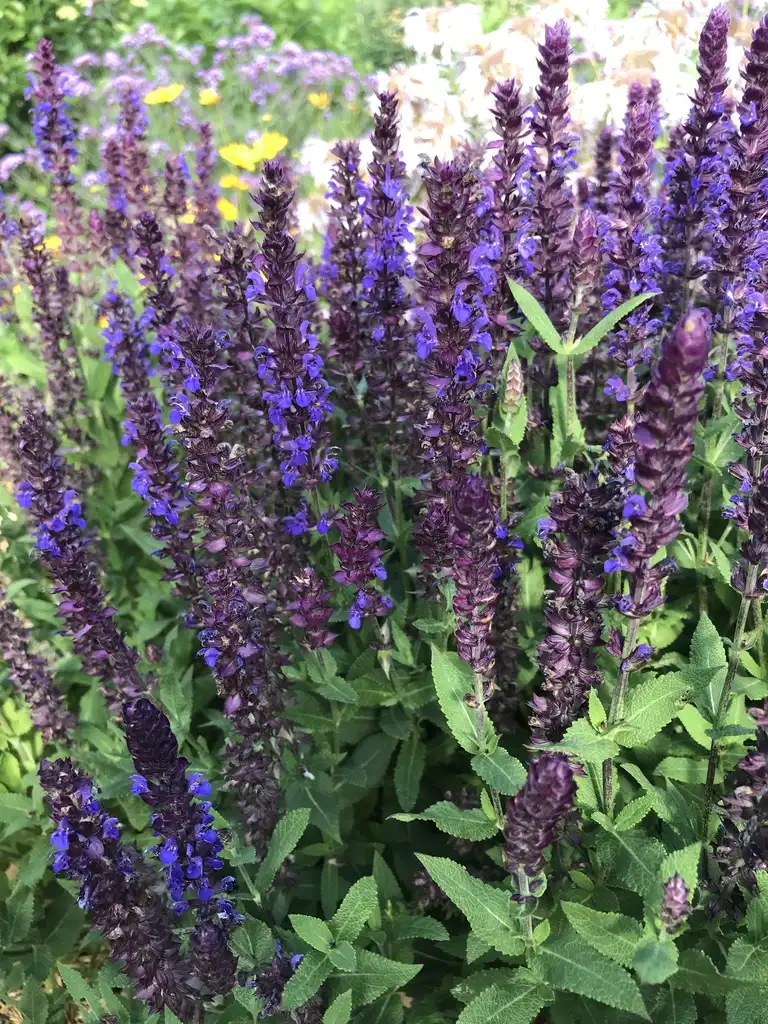 Photo of Salvia nemorosa (Salvia nemorosas)
