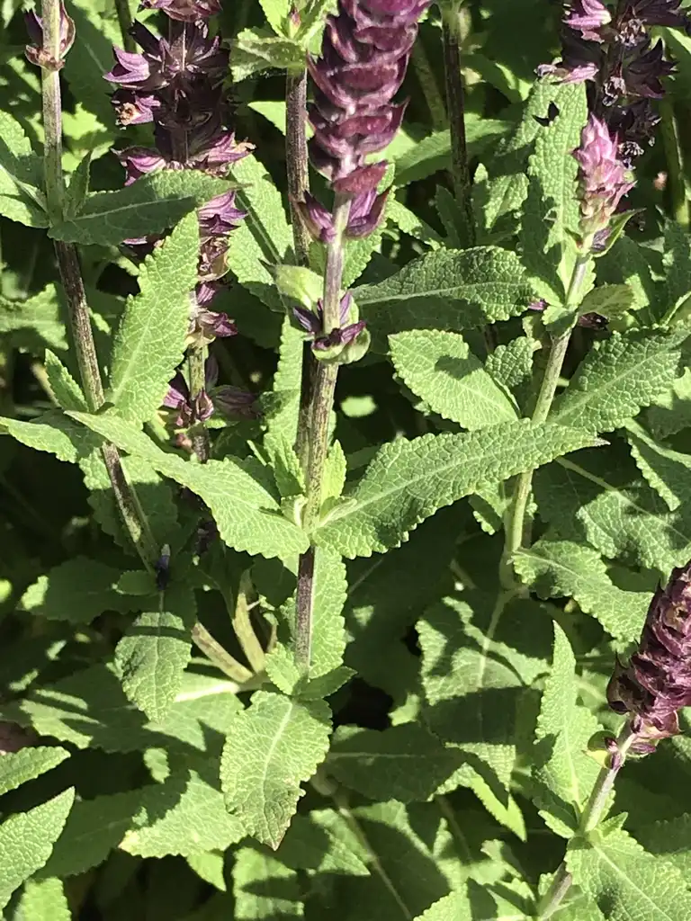 Photo of Salvia nemorosa - Leaves:K. Andre
