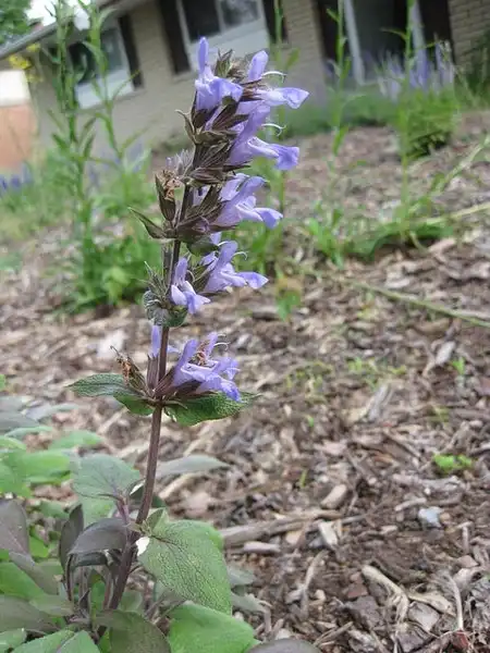 Photo of Salvia officinalis (Salvia officinaliss)