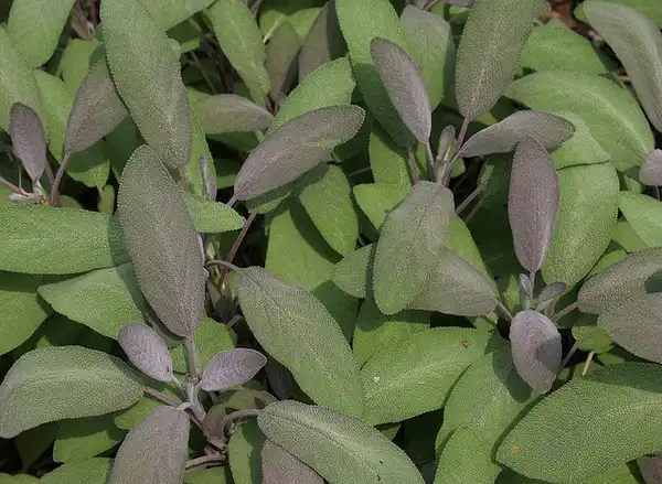 Photo of Salvia officinalis (Salvia officinaliss)