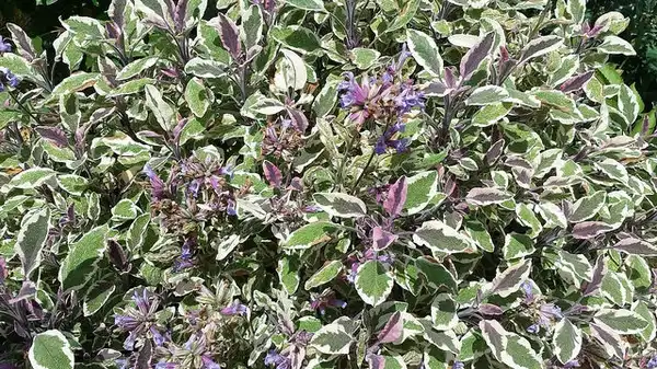 Photo of Salvia officinalis - Salvia officinalis 'Tricolor':Phillipi Iacono
