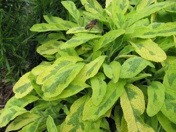 Photo of Salvia officinalis - Salvia officinalis 'Icterina':Lenora Enking