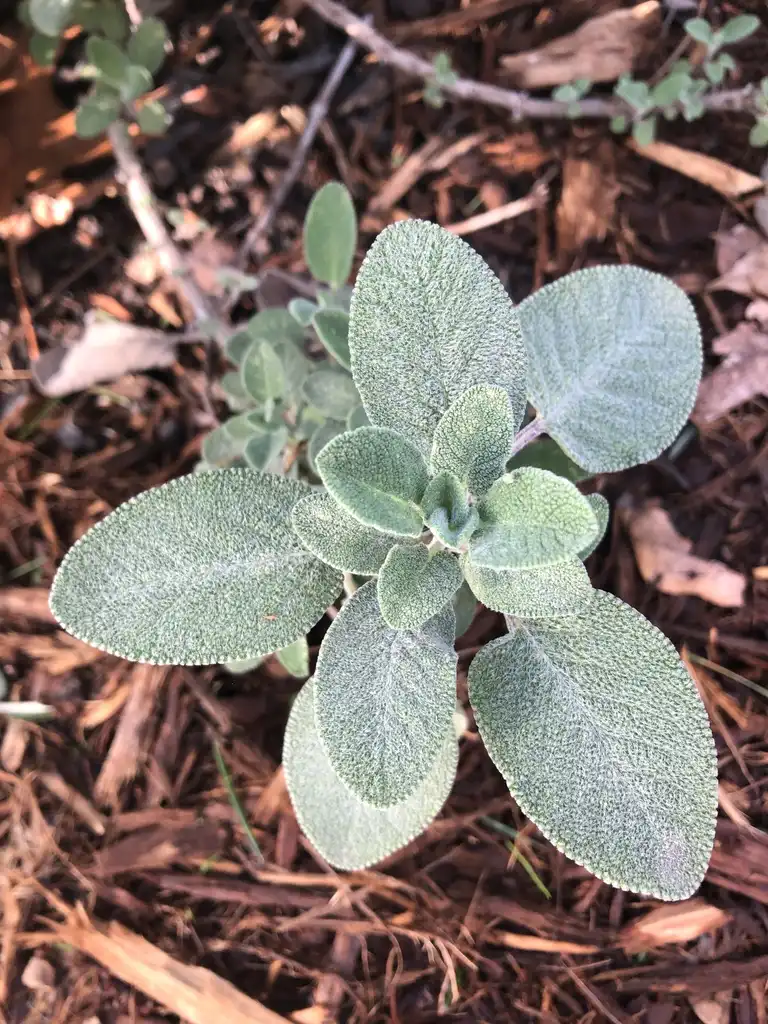 Photo of Salvia officinalis - Leaves Close-Up (Durham County,NC):Andrea Laine