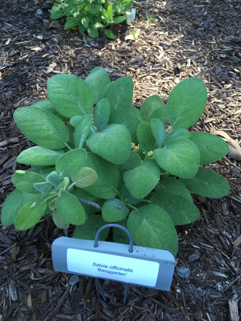 Photo of Salvia officinalis - 'Berggarten', form, Wilson Botanical Garden, Wilson County, NC:Will Lewis