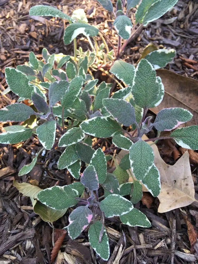 Photo of Salvia officinalis - 'Tricolor', form, Wilson Botanical Garden, Wilson County, NC:Will Lewis