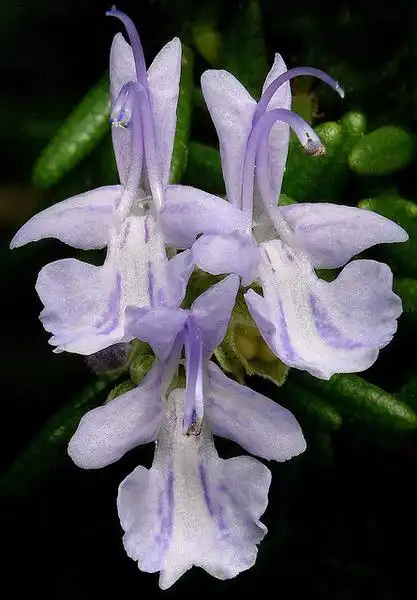 Фото Salvia rosmarinus (Salvia rosmarinuss)