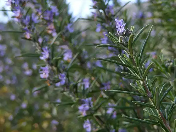 Фото Salvia rosmarinus (Salvia rosmarinuss)