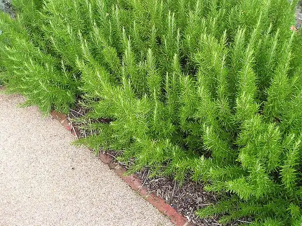 Фото Salvia rosmarinus - Rosemary plant as border:Anna