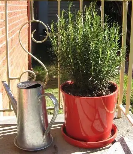 Фото Salvia rosmarinus - Rosemary in Pot:Katherine Anderson