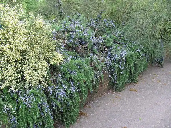 Фото Salvia rosmarinus - Prostrate Rosemary:Leonora Enking