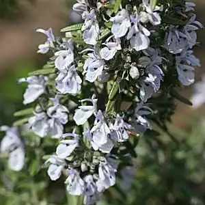 Фото Salvia rosmarinus - Rosemary 'Tuscan Blue' flower cluster:Debbie Roos