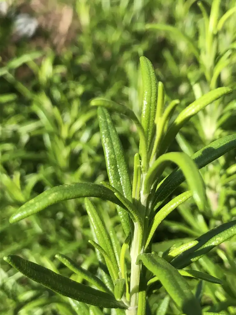 Фото Salvia rosmarinus - Leaves (Wake County,NC):Cathy Dewitt
