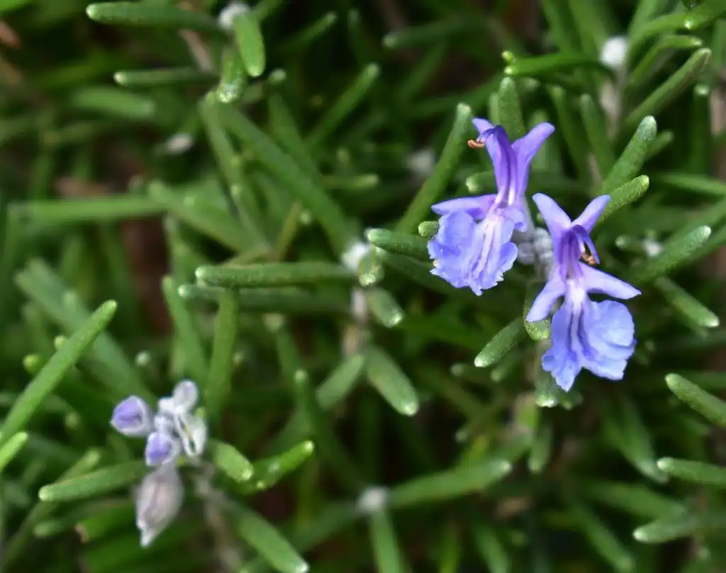 Фото Salvia rosmarinus - Flower bud and leaves (Warren County, NC)-Early Winter:Cathy Dewitt