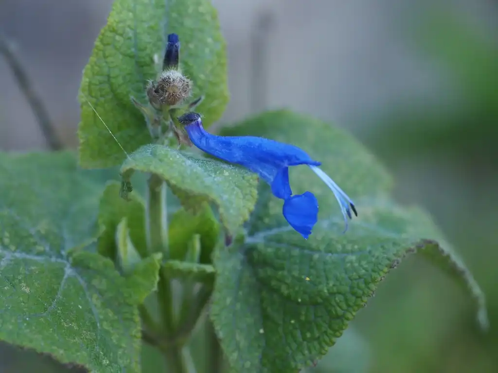 Фото Salvia sagittata (Salvia sagittatas)