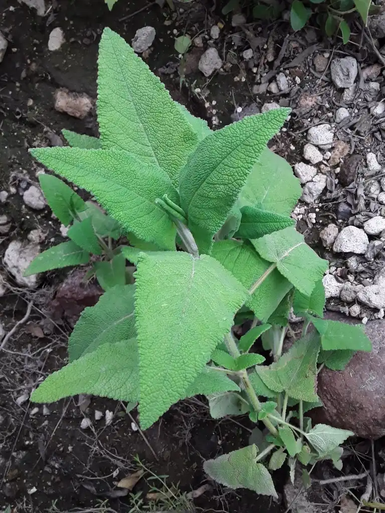 Фото Salvia sagittata (Salvia sagittatas)