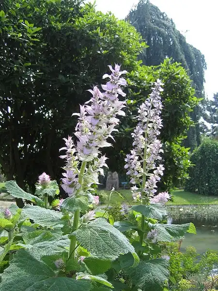 Foto de Salvia sclarea (Salvia sclareas)