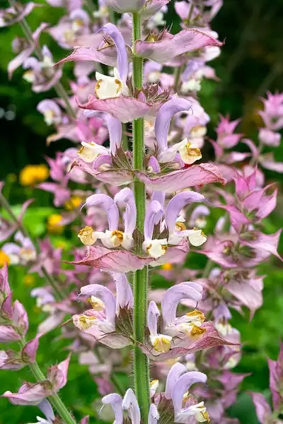Foto de Salvia sclarea (Salvia sclareas)