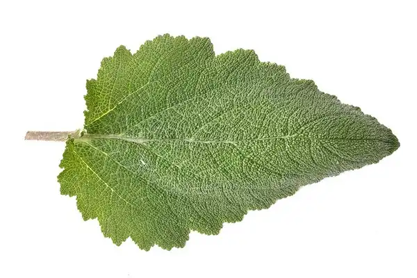 Foto de Salvia sclarea - Salvia sclarea:carlfbagge