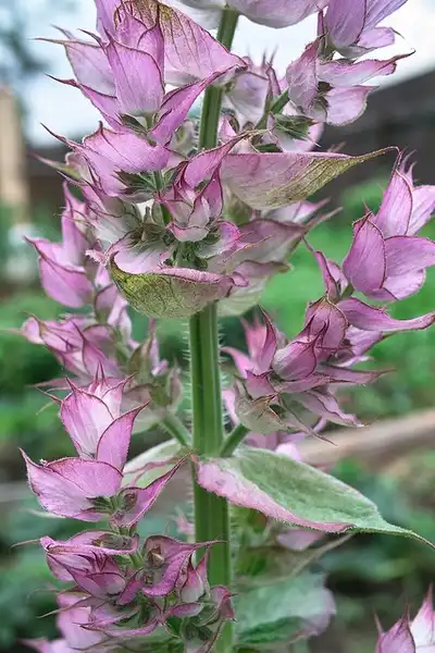 Foto de Salvia sclarea - Salvia sclarea:carlfbagge