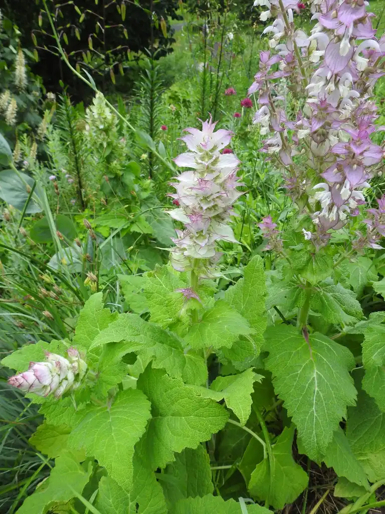 Foto de Salvia sclarea - salvia-sclarea:Kathleen Moore