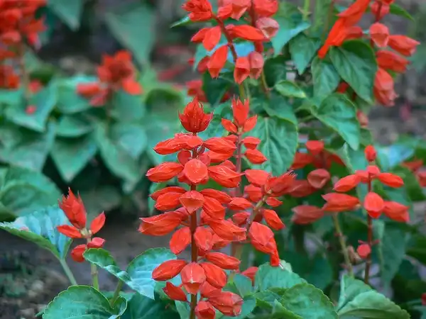 Фото Salvia splendens (Salvia splendenss)