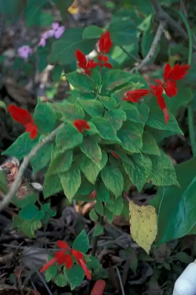 Фото Salvia splendens (Salvia splendenss)