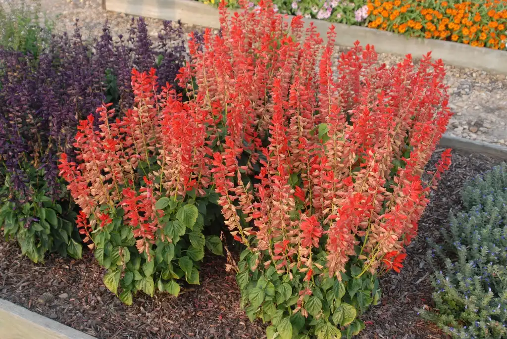 Фото Salvia splendens - 'Lighthouse Red' Flower Form:Jim Robbins