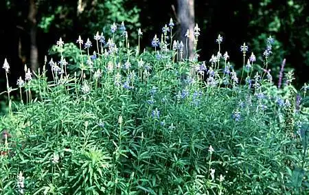 Foto de Salvia uliginosa (Salvia uliginosas)