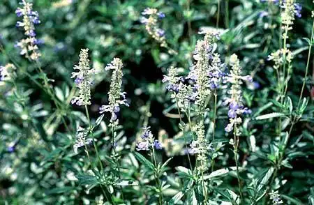 Foto de Salvia uliginosa (Salvia uliginosas)