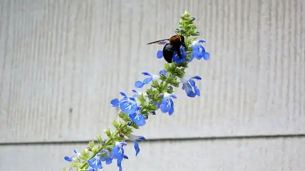 Foto de Salvia uliginosa - S. uliginosa flower detail:K. M.