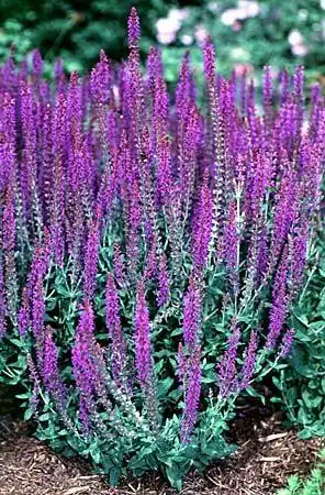 Photo of Salvia x digenea (Salvia x digeneas)