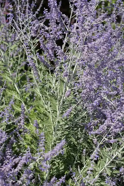 Foto de Salvia yangii (Salvia yangiis)