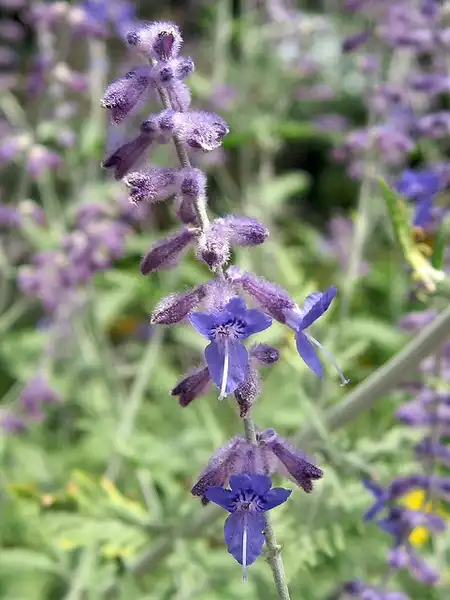 Foto de Salvia yangii (Salvia yangiis)