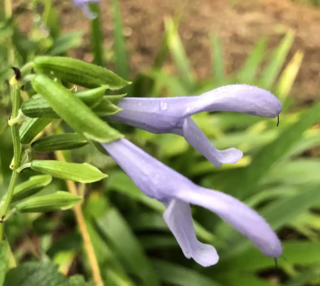 Foto de Salvia (Salvias)