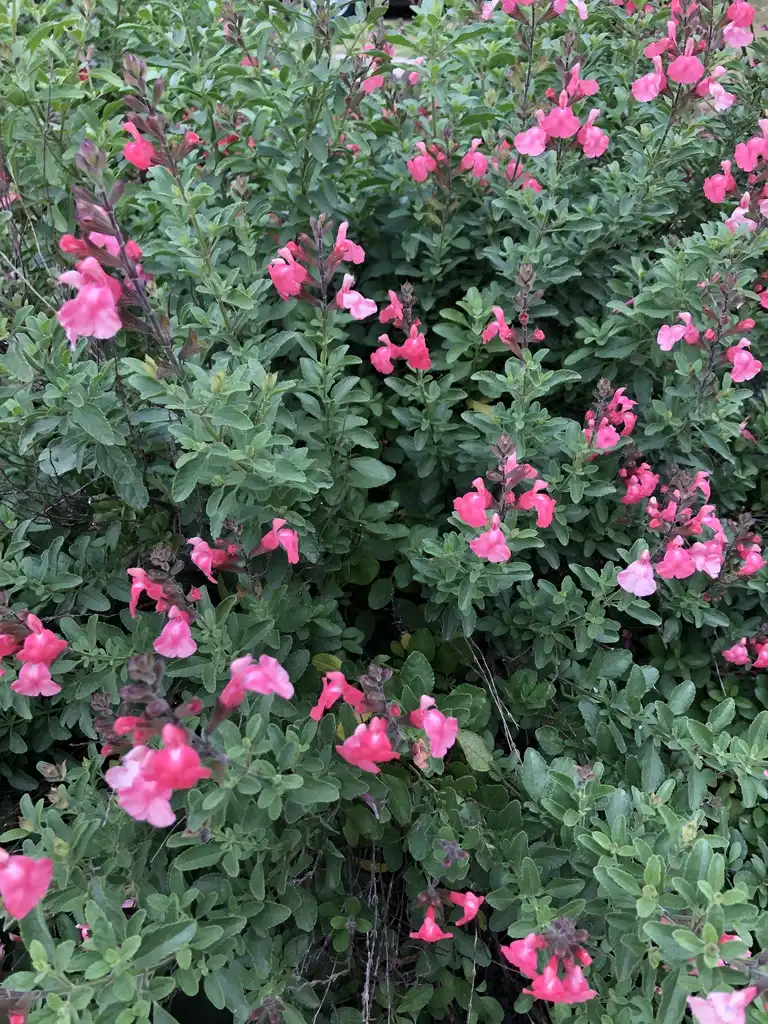 Foto de Salvia (Salvias)
